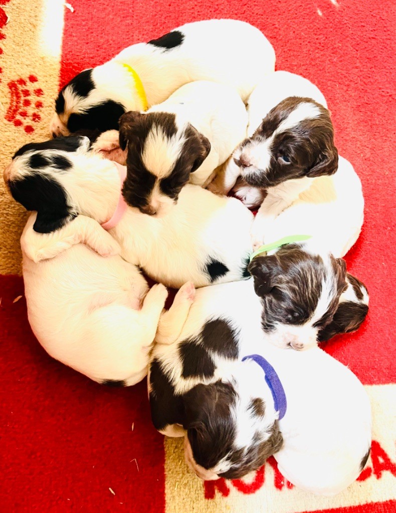 chiot English Springer Spaniel De la vallee du duris