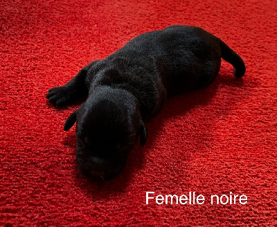 FEMELLE Noire ULLA