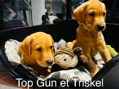 TRISKEL