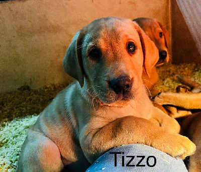 TIZZO