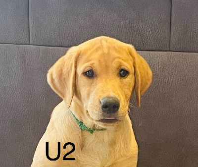 U2