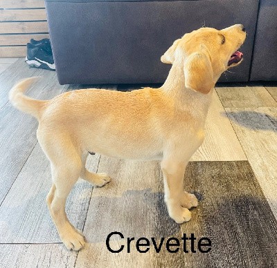 Crevette