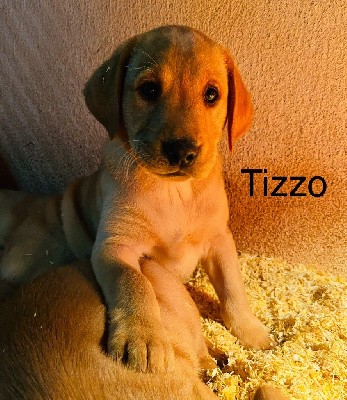 TIZZO