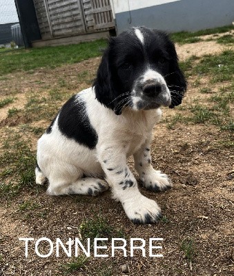 TONNERRE