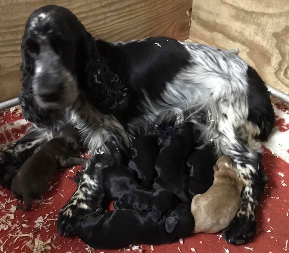 Bébés de Gamine et Falko