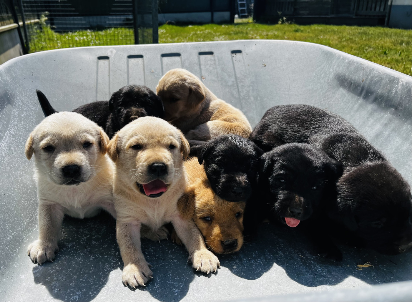 Chiot Labrador Retriever De la vallee du duris