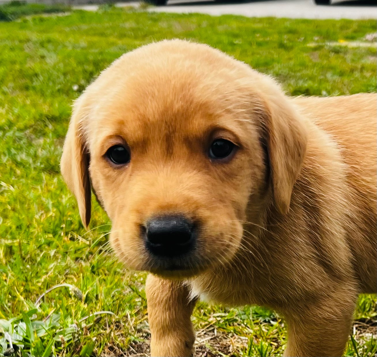 De la vallee du duris - Chiots disponibles - Labrador Retriever
