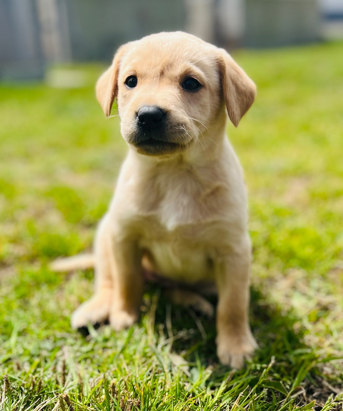 De la vallee du duris - Chiots disponibles - Labrador Retriever