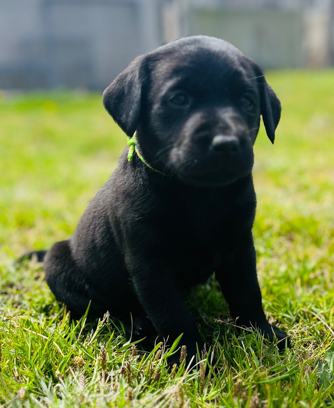 De la vallee du duris - Chiots disponibles - Labrador Retriever