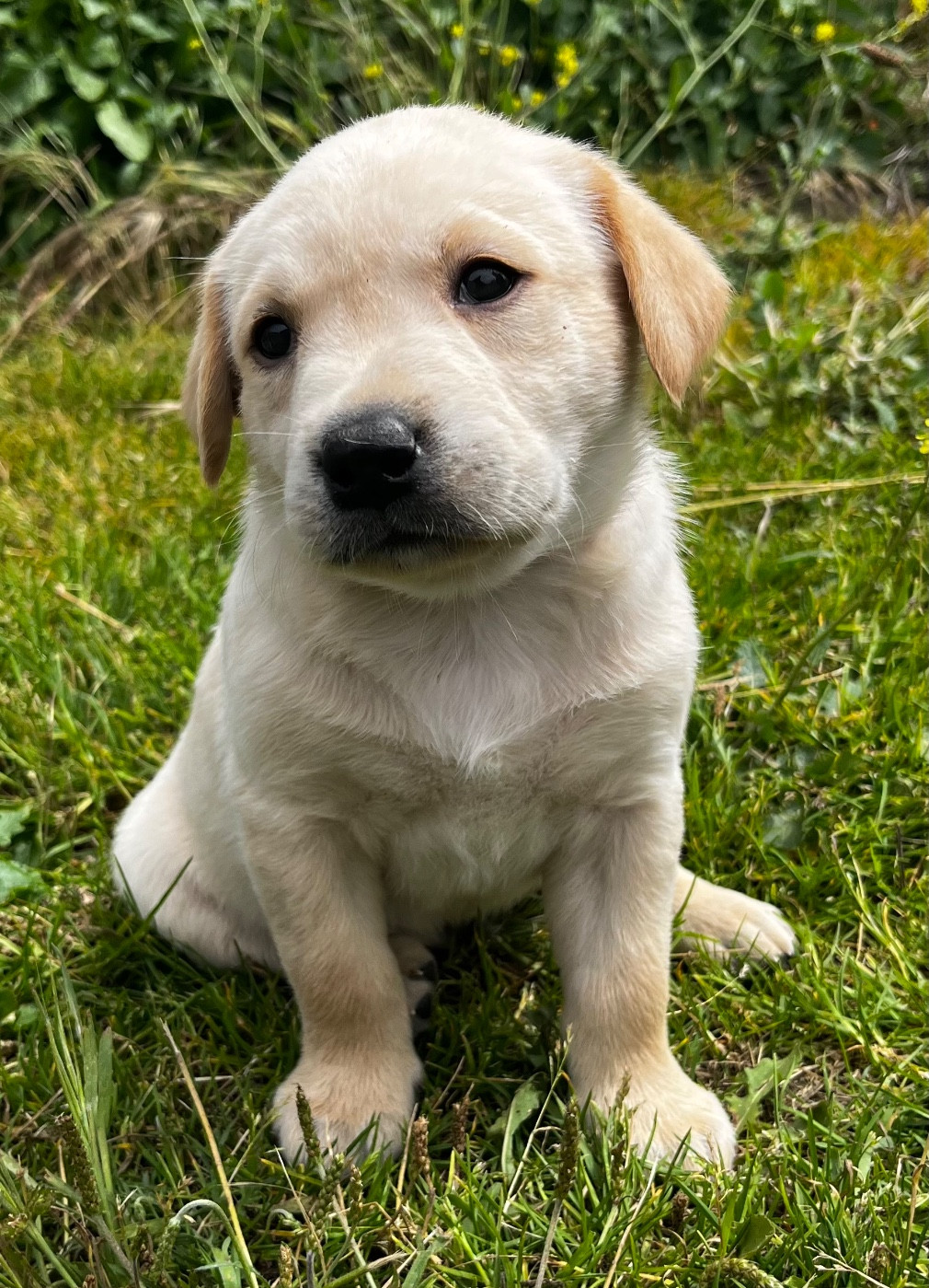 De la vallee du duris - Chiots disponibles - Labrador Retriever