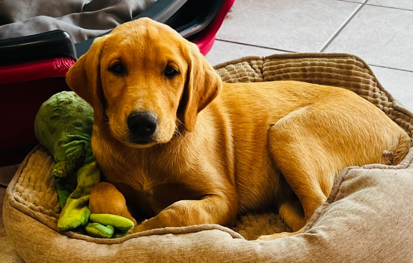 De la vallee du duris - Chiots disponibles - Labrador Retriever