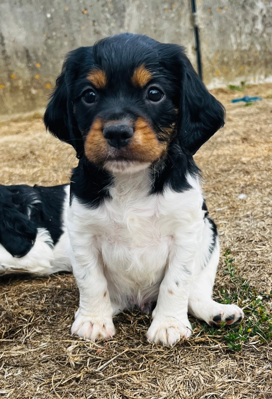 De la vallee du duris - Chiots disponibles - Epagneul Breton