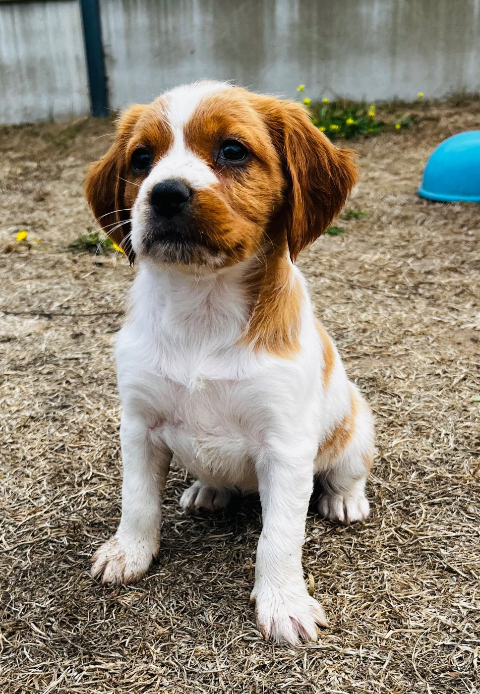 De la vallee du duris - Chiots disponibles - Epagneul Breton