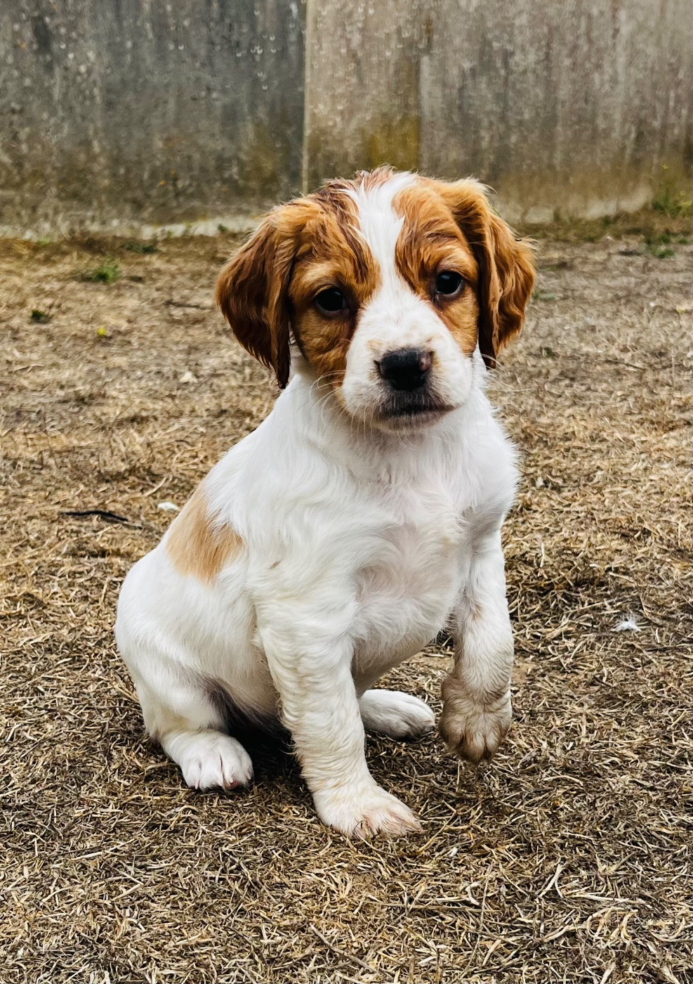 De la vallee du duris - Chiots disponibles - Epagneul Breton